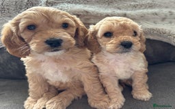 Cockapoo dogs for sale: Cockapoo puppies for sale- extensive DNA tested - Image 8