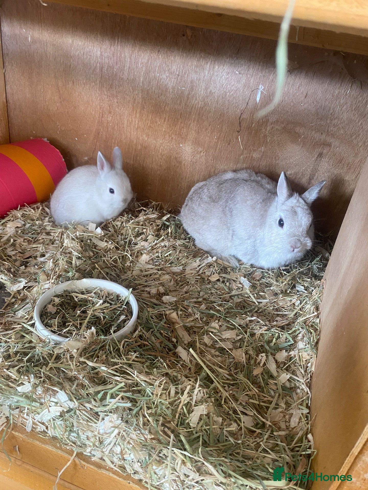 Netherland Dwarf rabbits Beautiful baby Netherland dwarfs  - Advert 1