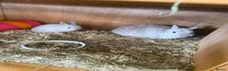 Netherland Dwarf rabbits for sale: Beautiful baby Netherland dwarfs  - Advert 1