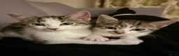 Mixed Breed cats for sale: Two energetic brothers looking for a home  - Advert 21
