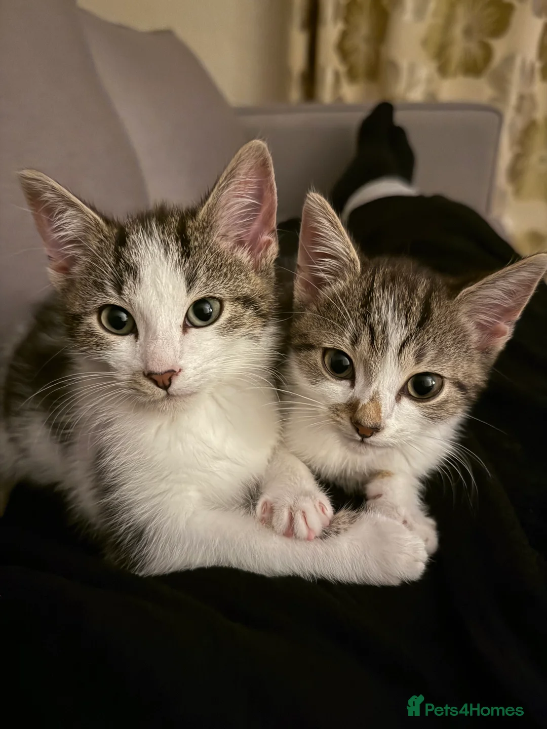 Mixed Breed cats for sale: Two energetic brothers looking for a home  - Advert 21