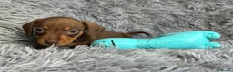 Miniature Dachshund dogs for sale: KC reg, PRA Clear Beautiful Natured Pups - Advert 12