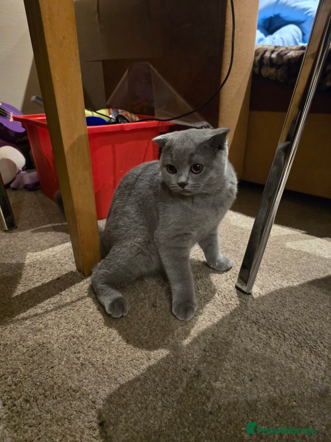 British Shorthair cats for sale: British ShortHair with Scottish Fold  - Image 4