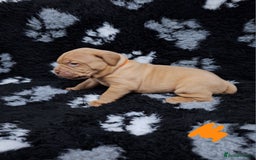Dogue De Bordeaux dogs for sale: Dogue De Bordeaux Puppies-Champion Bloodlines - Image 18
