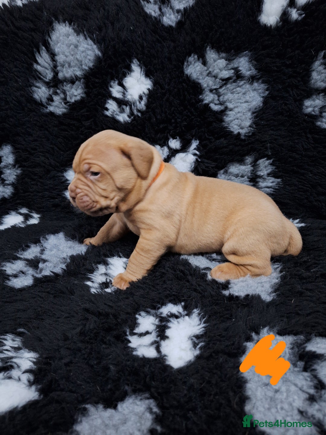 Dogue De Bordeaux dogs for sale: Dogue De Bordeaux Puppies-Champion Bloodlines - Image 18