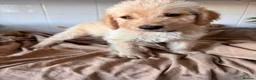Labradoodle dogs for sale: 🐾 Beautiful Labradoodle Puppies 🐾 - Advert 6