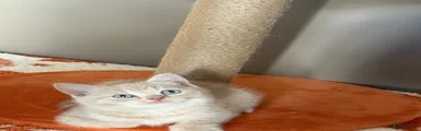 Cream british shorthair male