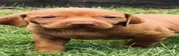 Hungarian Vizsla dogs for sale: ⭐️1 boy Available KC Hungarian Vizsla - Advert 29