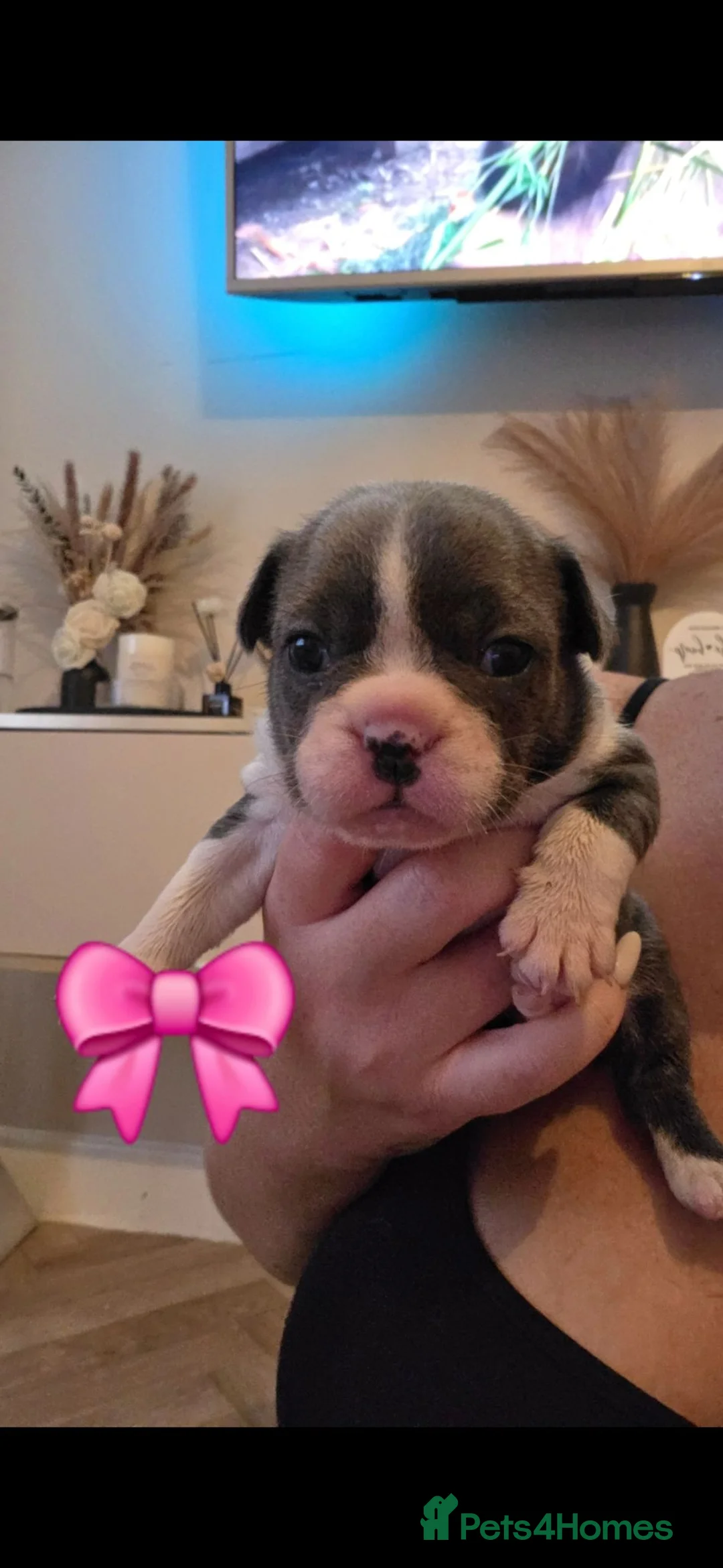 French Bulldog dogs for sale: FRENCH BULLDOG PUPS LOVING FOR A PET HOME - Advert 1