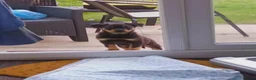 Rottweiler dogs for sale: Rottweiler - Advert 16
