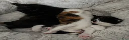Mixed Breed cats for sale: Looking for forever home - Advert 10
