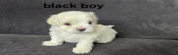 Maltese dogs for sale: ⭐️KC registered Maltese puppies⭐️ - Advert 35