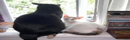 Mixed Breed cats for sale: Baby kitten (no name) - Advert 1