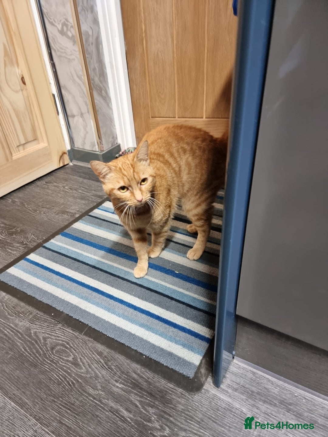 Domestic Shorthair cats for sale:  Extraordinary kitten  - Advert 2