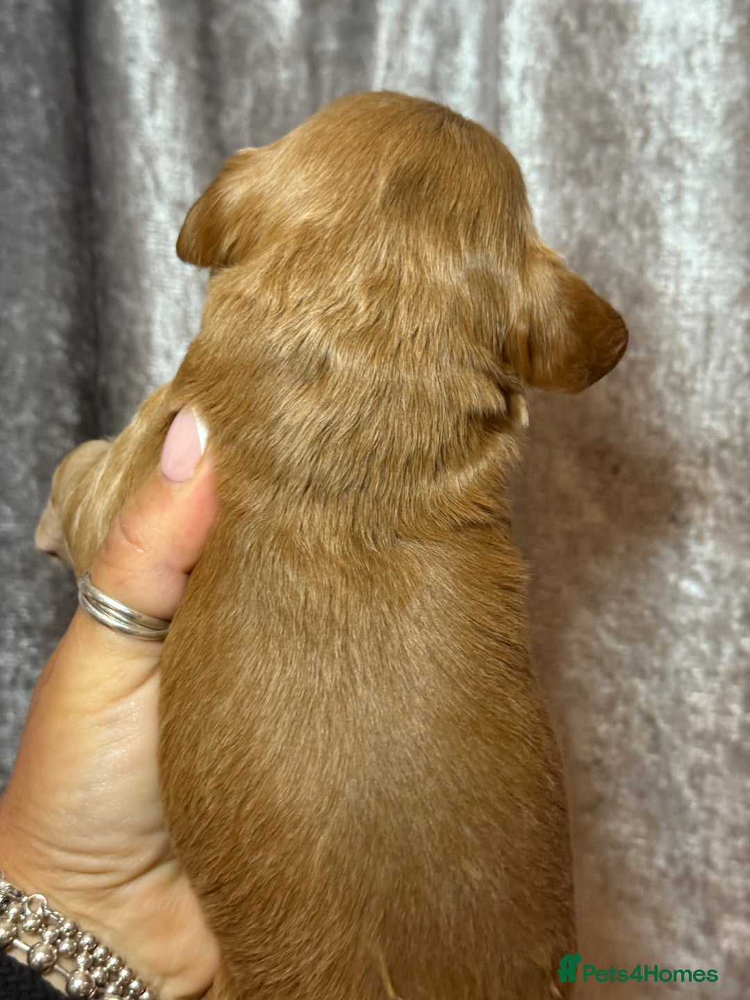 Cockapoo dogs for sale: F1 Cockapoo , Array of colours  - Image 3