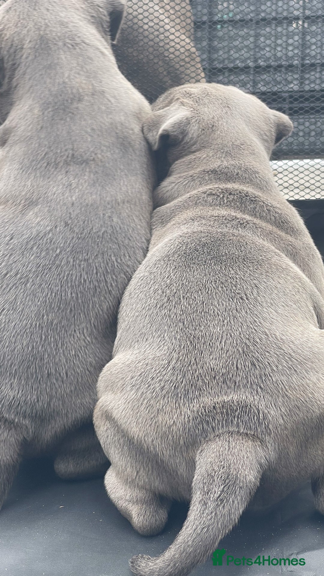 Staffordshire Bull Terrier dogs for sale: Top Quality Blue Staffordshire Bull Terriers  - Image 14