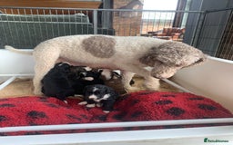 Bernedoodle dogs for sale: F1 Standard Bernedoodle Puppies LN8 - Image 4