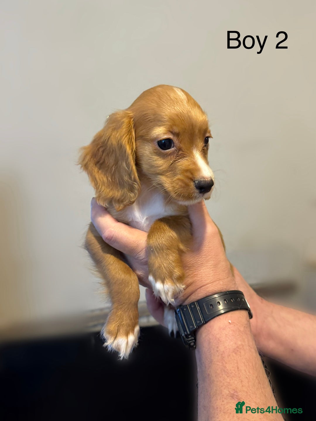 Cocker Spaniel dogs for sale: Beautiful cocker spaniel puppies ready now - Image 12