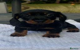 Miniature Dachshund dogs for sale: 🐾 WE’RE LOOKING FOR ARE FOREVER HOMES 🐾 - Image 1