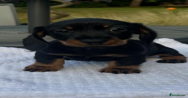 Miniature Dachshund dogs - Advert 4