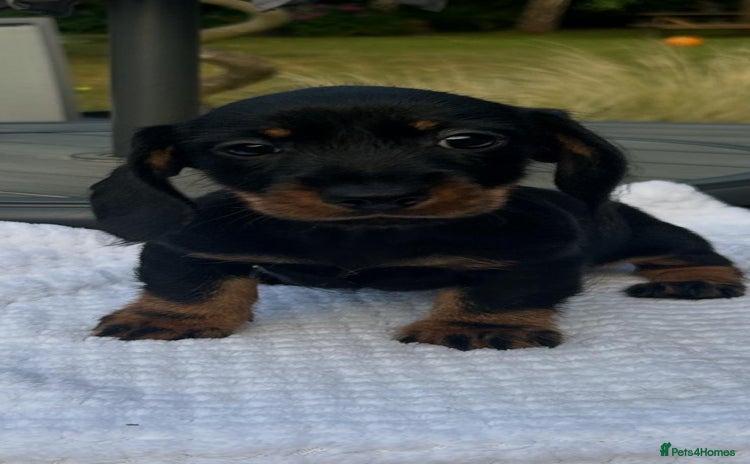 Miniature Dachshund dogs - Advert 3