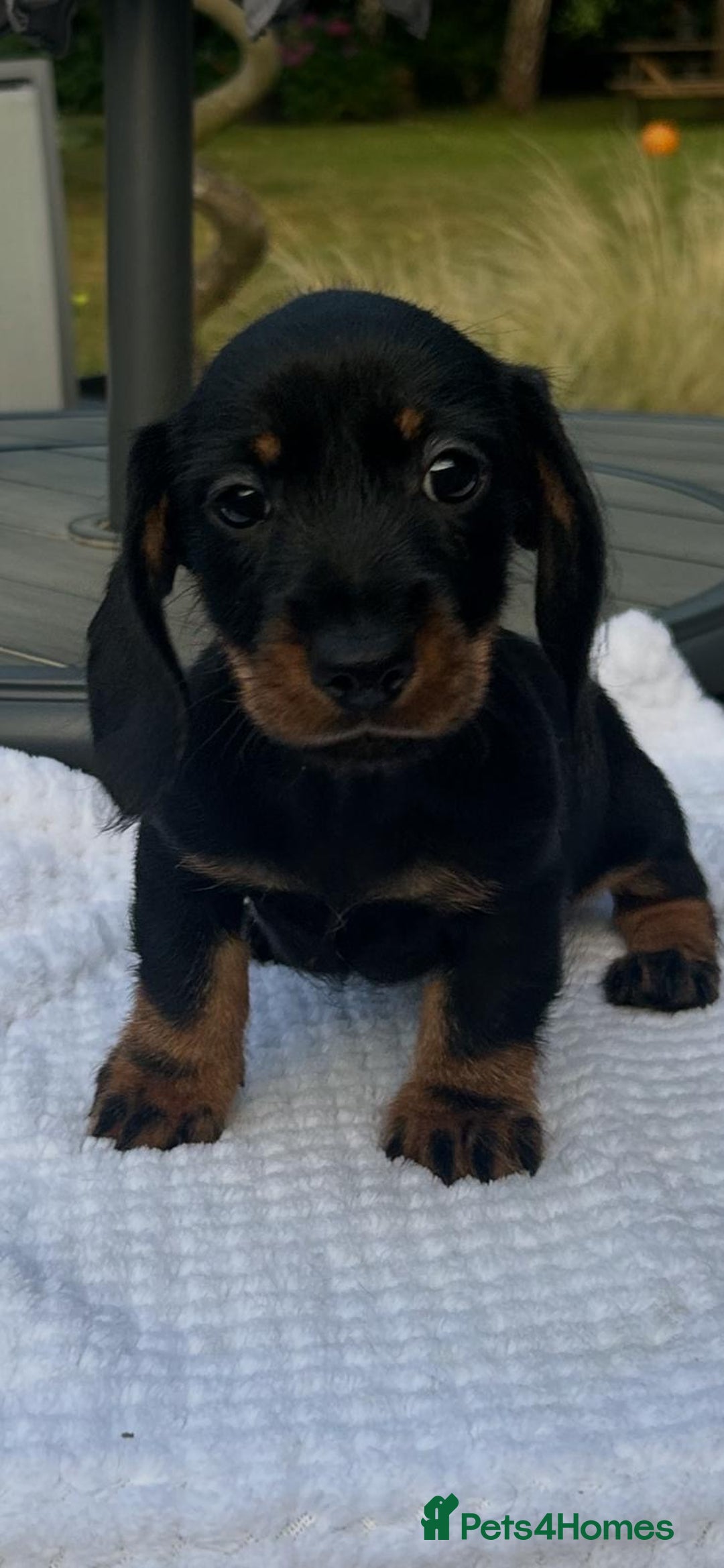 Miniature Dachshund dogs for sale: 🐾 WE’RE LOOKING FOR ARE FOREVER HOMES 🐾 - Image 1