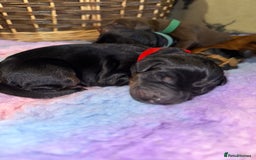 Dobermann dogs for sale: *Stunning Top/Best Bloodline Dobermanns For Sale* - Image 8