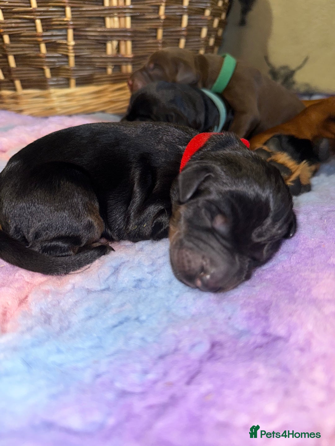 Dobermann dogs for sale: *Stunning Top/Best Bloodline Dobermanns For Sale* - Image 8