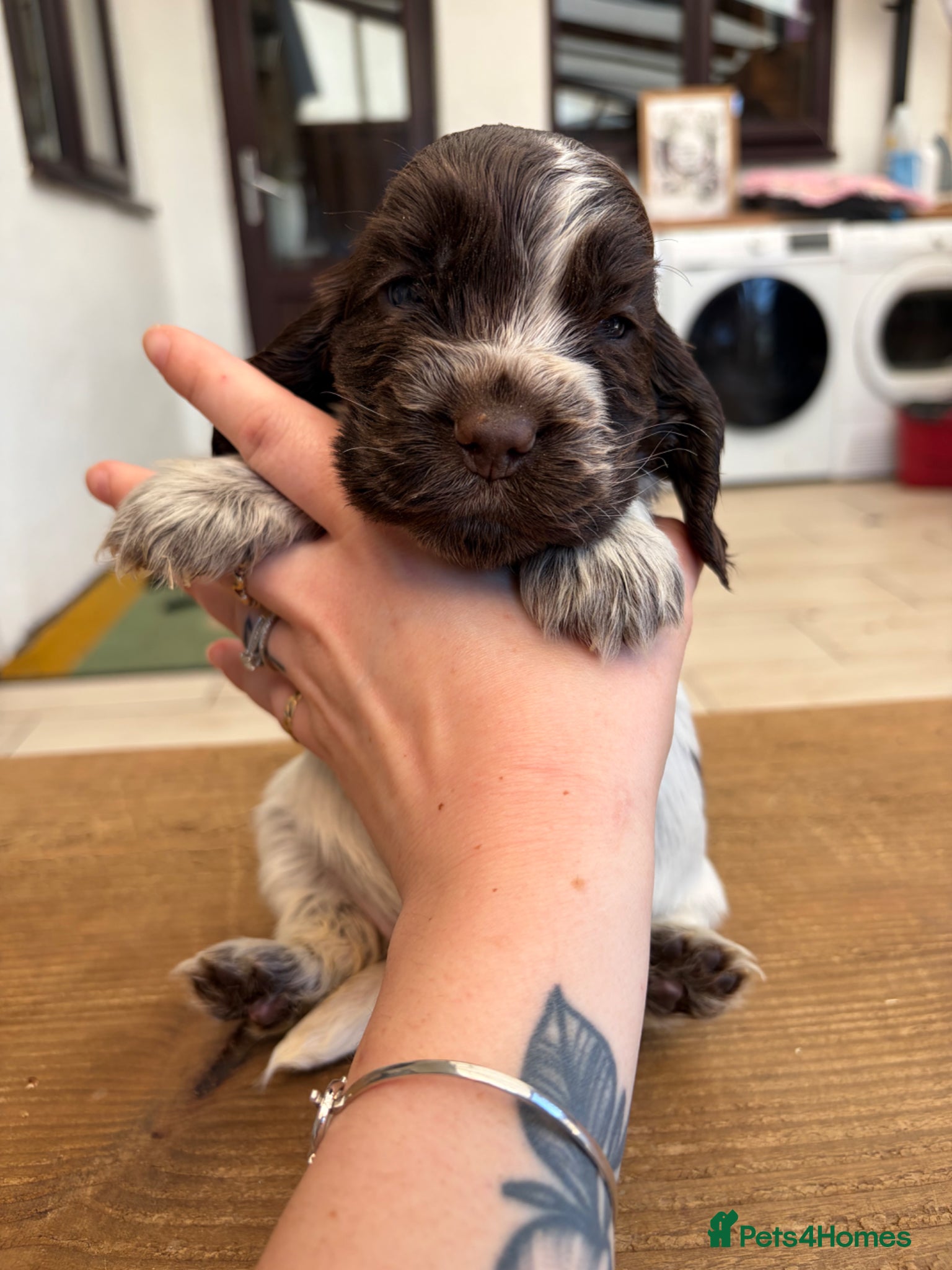 Cocker Spaniel dogs 2 left available Serbia import lines SHOW cockers  - Advert 3