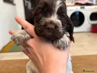 Cocker Spaniel dogs 2 left available Serbia import lines SHOW cockers - Advert 3