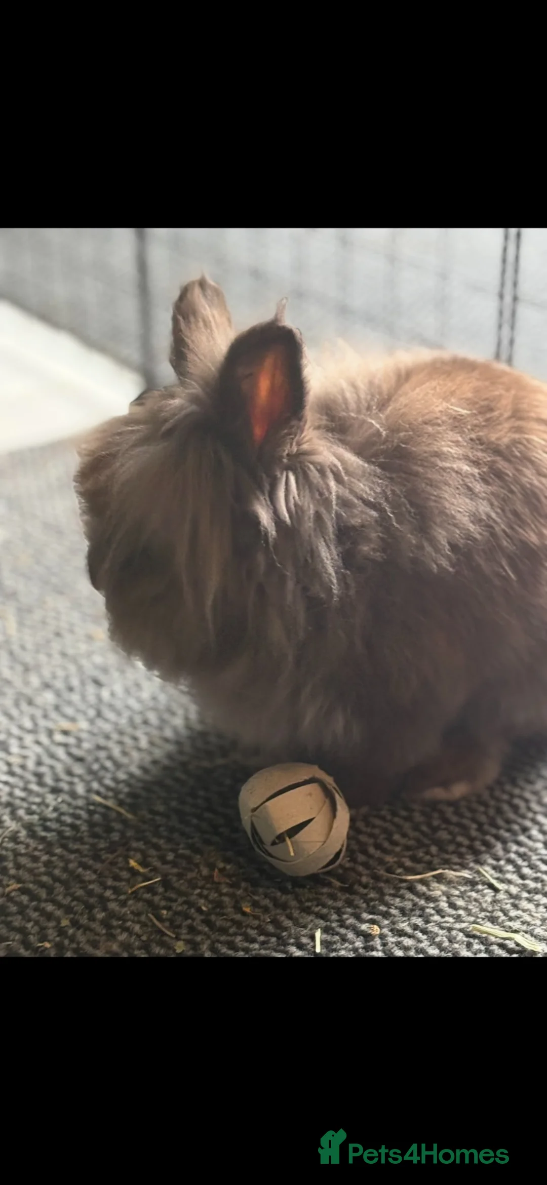 Mini Lion Lop rabbits for sale: Rabbit & Guinea Pigs in Bristol - Advert 8
