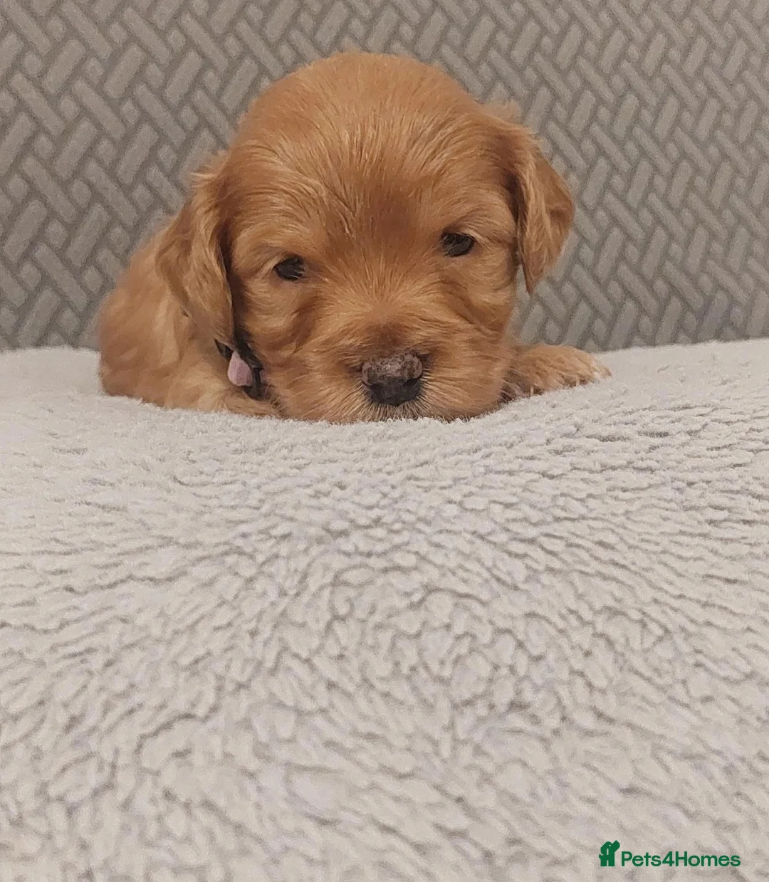 Cockapoo dogs for sale: Cockapoos Ready To Go🐾 in Cwmbran - Advert 14
