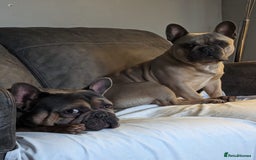 French Bulldog dogs for sale: 2 male French bulldogs - Image 2