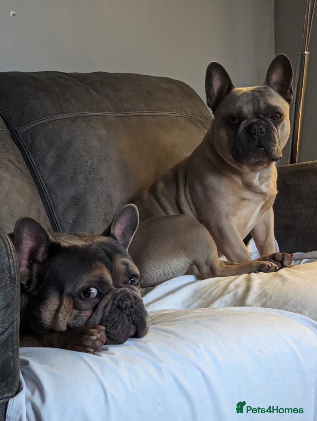 French Bulldog dogs for sale: 2 male French bulldogs - Image 2