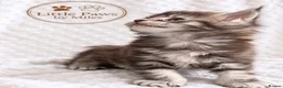 Maine Coon cats for stud: GCCF & TICA Blue Silver Mackerel Tabby - Advert 6