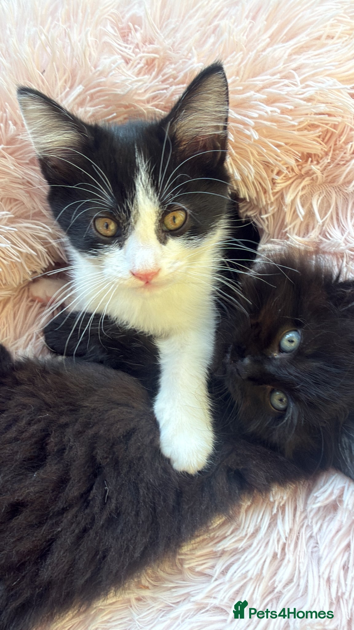 Mixed Breed cats Ready now - Great mixed breed kitten - Advert 2
