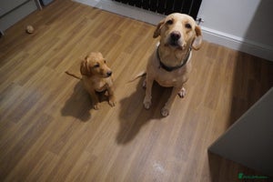 Labrador Retriever dogs Stunning KC Fox Red & Yellow Labrador Puppies - Advert 14