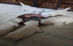 West Highland Terrier dogs for sale: Gorgeous pedigree westies, excellent bloodlines - Image 36