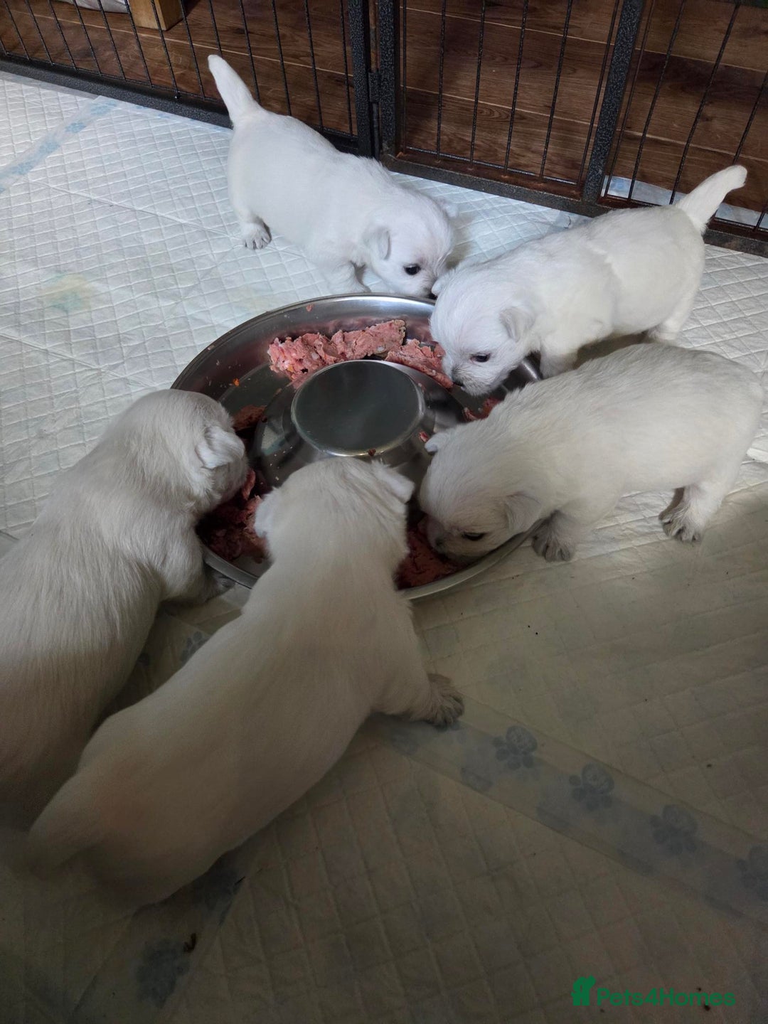 West Highland Terrier dogs for sale: Gorgeous pedigree westies, excellent bloodlines - Image 36