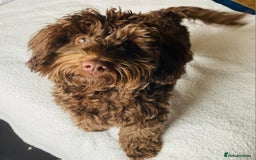 Mixed Breed dogs for sale: 12 month old havapoo - Image 4