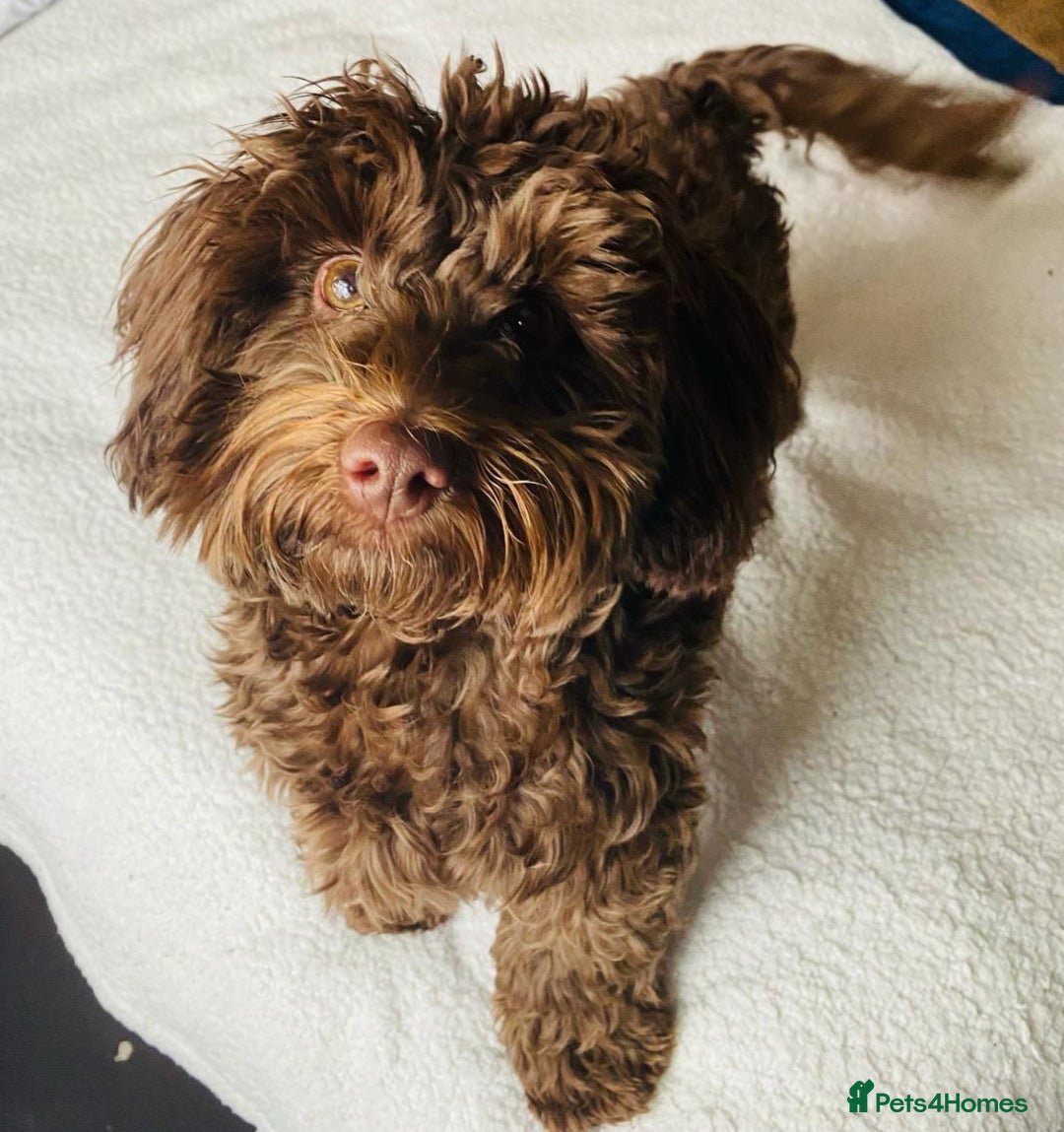 Mixed Breed dogs for sale: 12 month old havapoo - Image 4