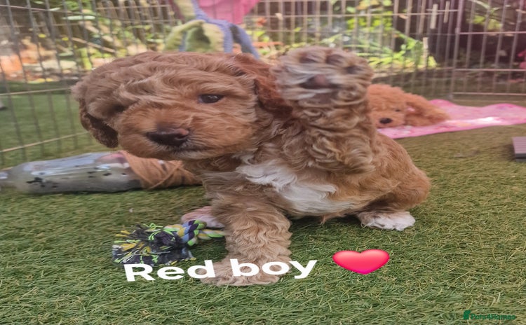 Cavapoochon dogs - Advert 1
