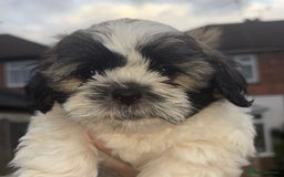 Cava Tzu dogs for sale: READY NOW in Leicester - Image 1