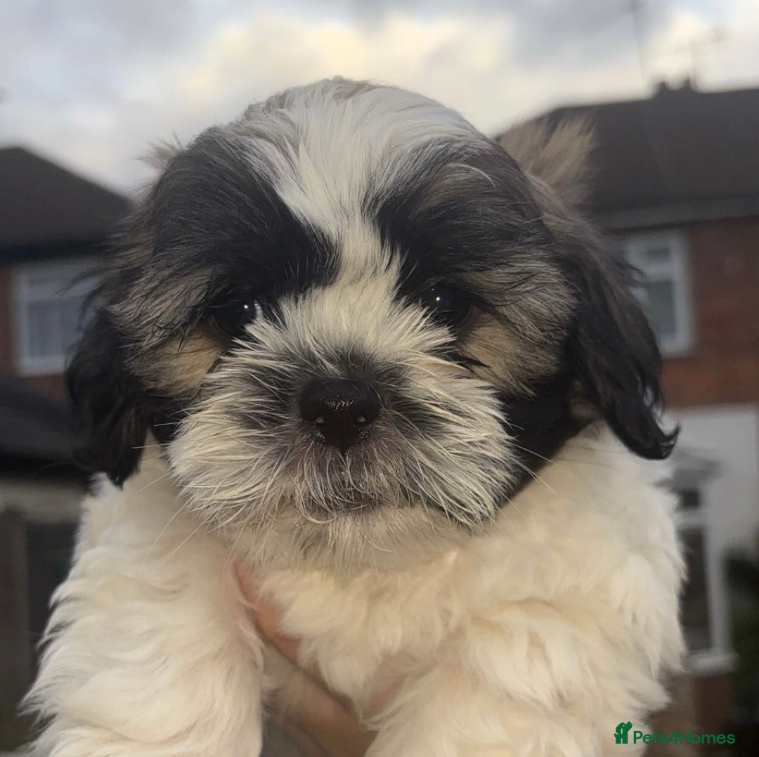 Cava Tzu dogs for sale: READY NOW in Leicester - Image 1