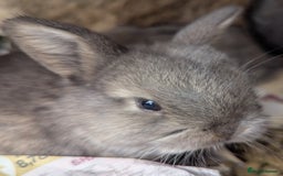 Rex rabbits for sale: Stunning baby rabbits - Image 6