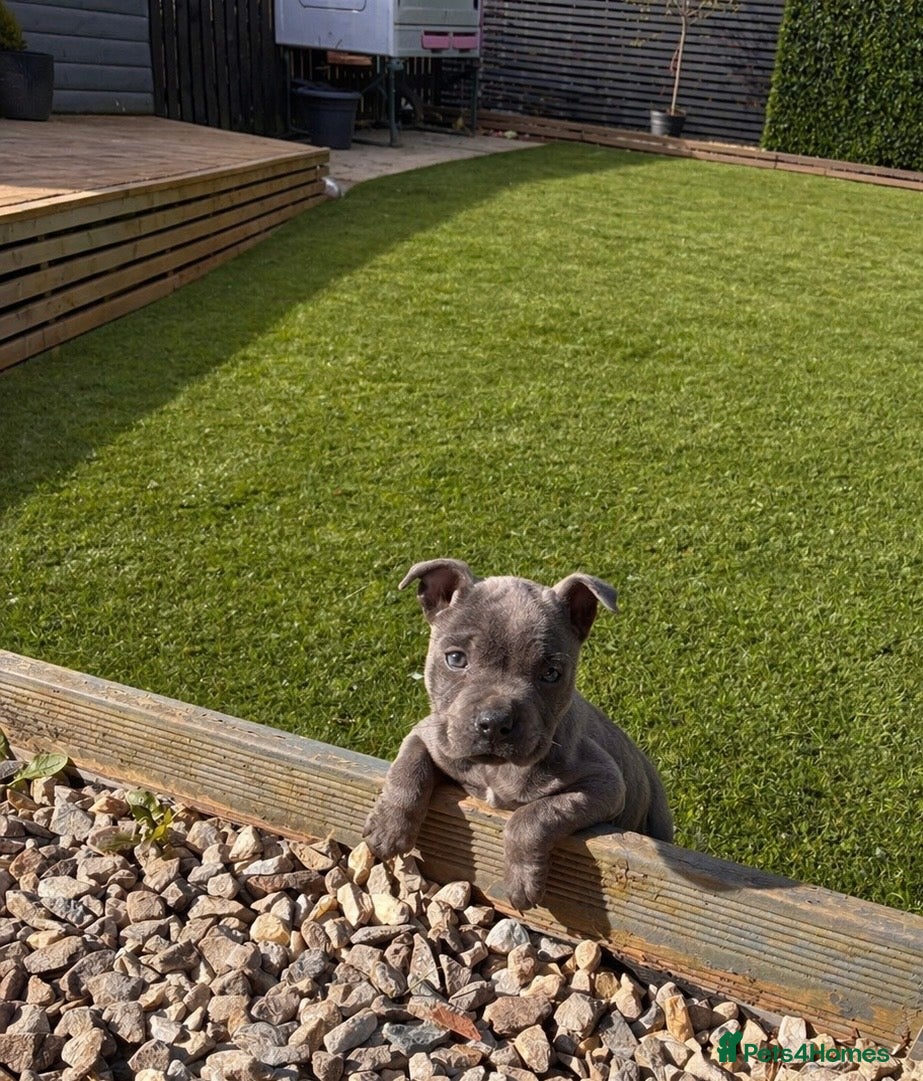 Staffordshire Bull Terrier dogs KC blue Staffy pup - Advert 12