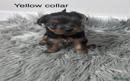 Yorkshire Terrier dogs for sale: Tiny Yorkshire Terriers - Image 3