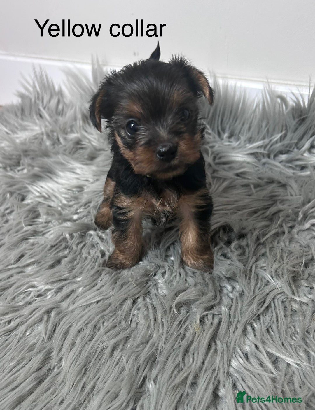 Yorkshire Terrier dogs for sale: Tiny Yorkshire Terriers - Image 3