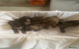 Cockapoo dogs for sale: Miniature f1 cockerpoos  - Image 18