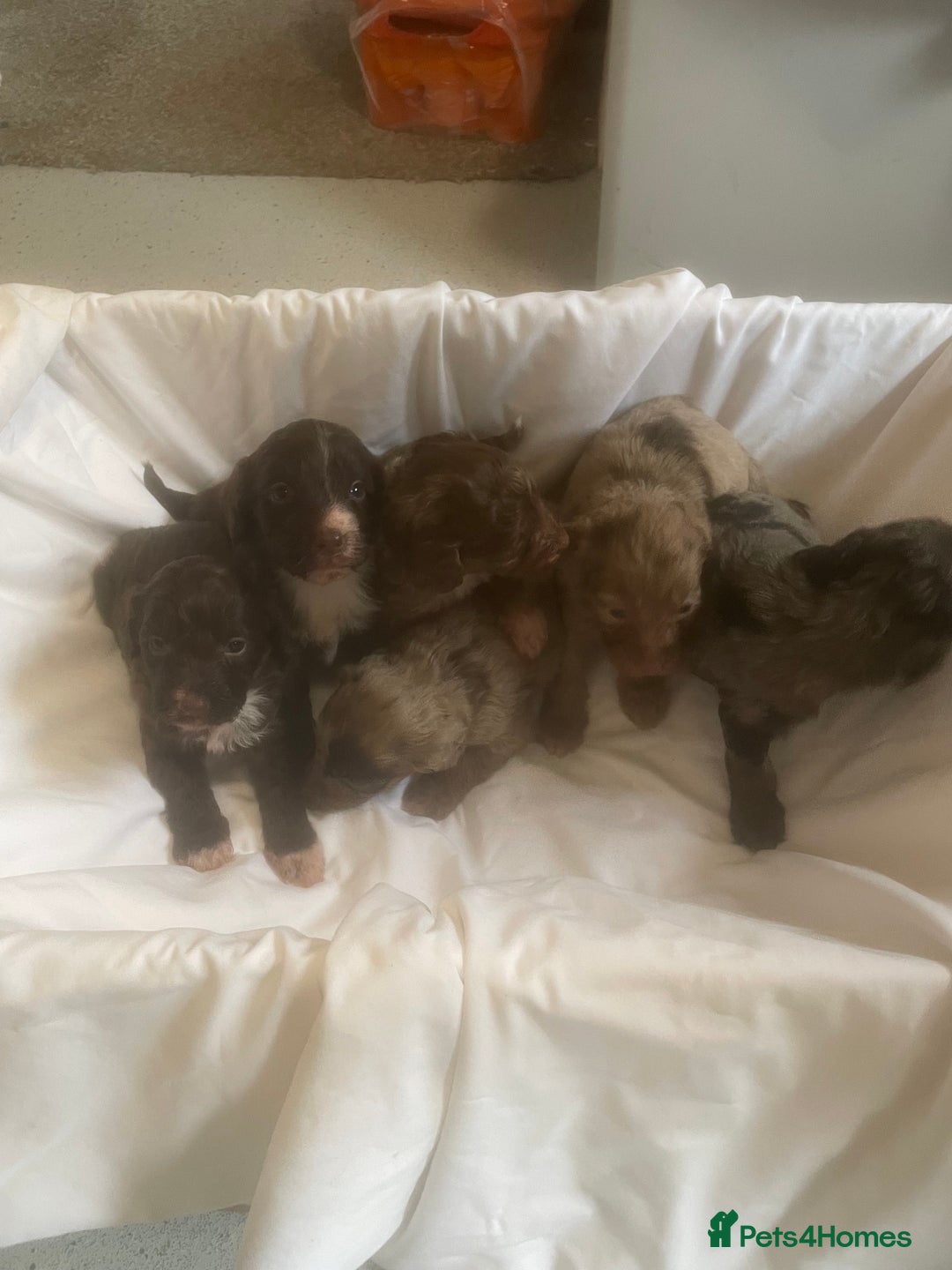 Cockapoo dogs for sale: Miniature f1 cockerpoos  - Image 18